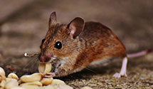 24 Hour & Emergency Exterminators in South Greensboro, NC